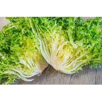 Chicory Lettuce (Frisee)