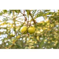 Amla (India Gooseberry) Powder
