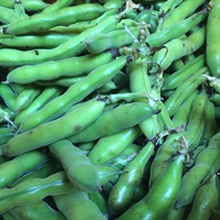 Broad Beans 500g