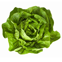 Lettuce - Buttercrunch