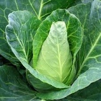 Cabbage - WHOLE Sugar Loaf (MEDIUM)
