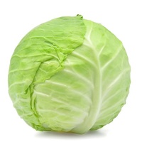 Green Cabbage - Large