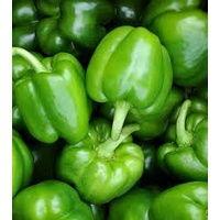 Capsicum Green BULK SPECIAL (3 pack) - Medium