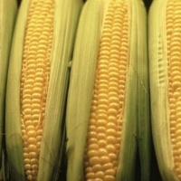 Corn Cobs (each)