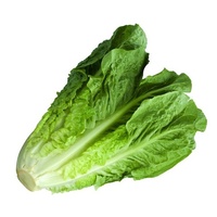 Lettuce - Cos