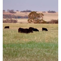 DANDARAGAN ORGANIC BEEF - PREMIUM PRIMAL CUTS