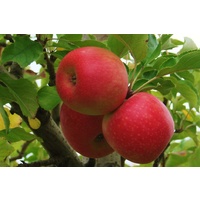 Gala Apples 500g - Snack Sized
