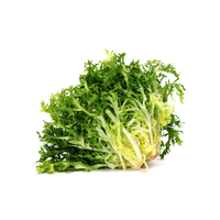 Endive Lettuce