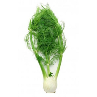 Fennel Bulb