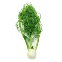 Fennel - HALF
