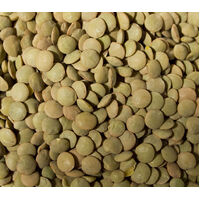 Green Lentils 