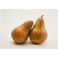 Pears - Gold Rush