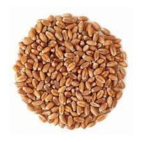 I Am Foods Whole Wheat sprouting 500G