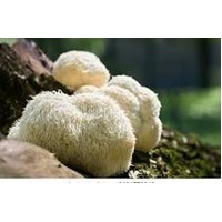 Lions Mane Mushroom 1kg FRESH WHOLE