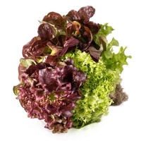 Lettuce - Festive