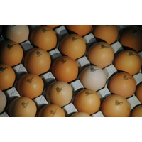 Eggs doz 700g - The Organic Fine Food Company