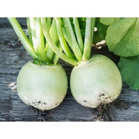 White Radish - 500g