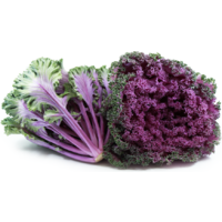 Kale - Red