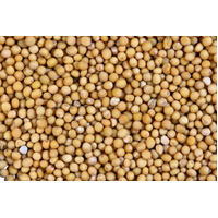 Yellow Mustard Seeds