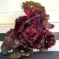 Cabbage - Red Chinese