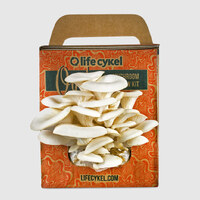 Oyster Mushroom Grow Kit | Life Cykel