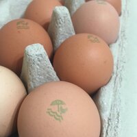 Runnymede Pastured Eggs